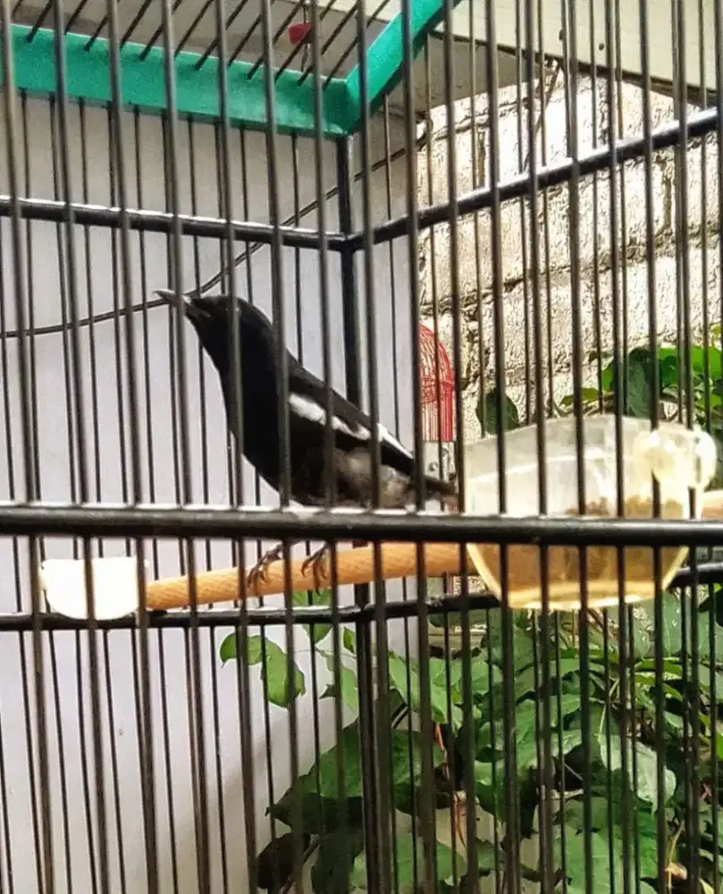 Burung Kacer Dahit Bunyi Fullset