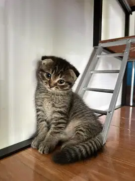 BSH SCOTTISH FOLD