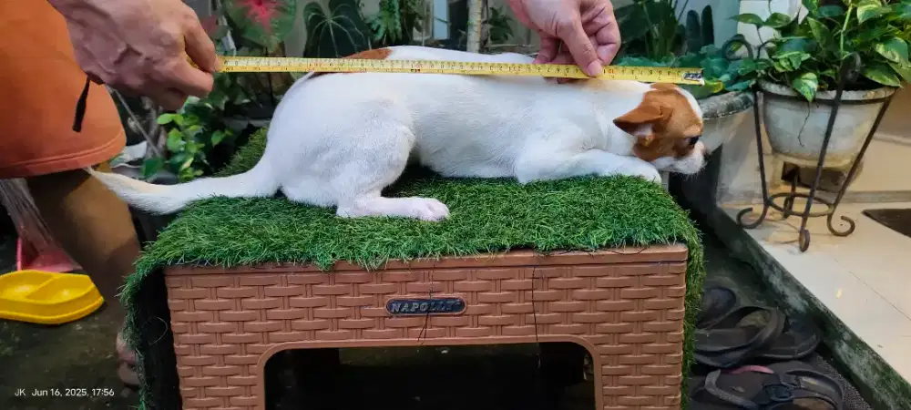 Dog mini lucu imutz