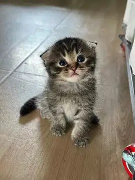 BSH SCOTTISH FOLD