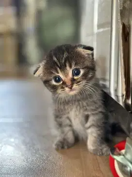 BSH SCOTTISH FOLD