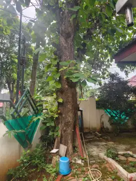 Pohon jati usia 30 tahun