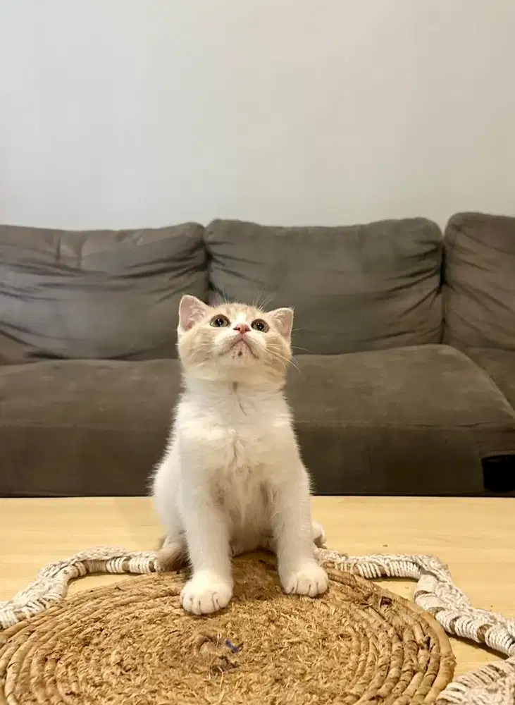 Kitten Scottish Fold Bicolor Cream Jantan