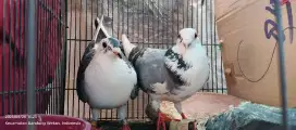 MERPATI POS WARNA MURAH BANDUNG