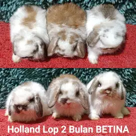 Anakan kelinci Holland Lop 2 Bulan Murah