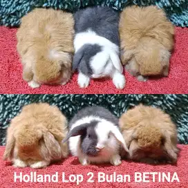 Anakan kelinci Holland Lop 2 bulan warna unik