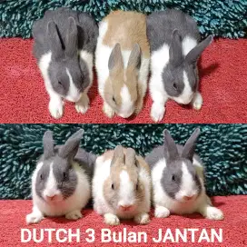 Anakan Kelinci Dutch usia 3 Bulan