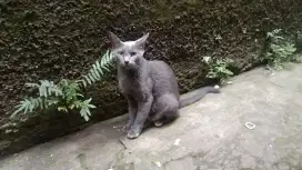Kucing busok betina