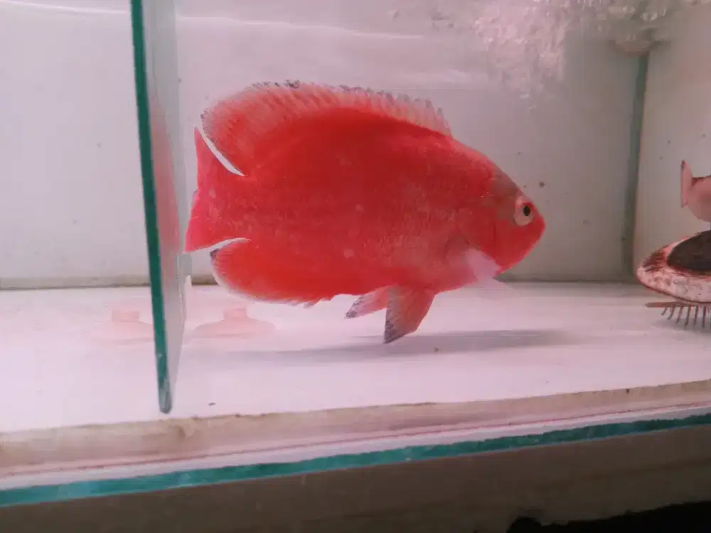 Oscar red Paris merah merona