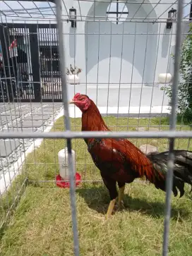 ayam Jago muda berbakat