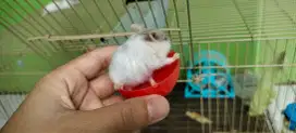 Hamster hamster hamster