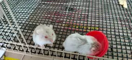 Winter hamster hamster