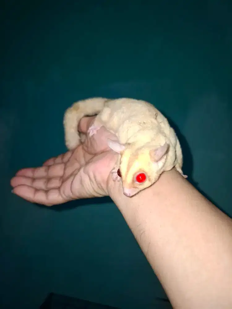 Sugarglider creamino mozaik