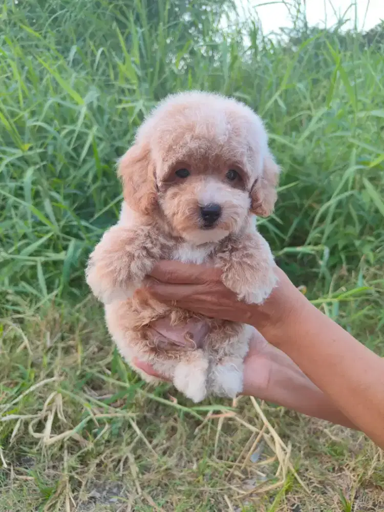 Dijual toy poodle jantan