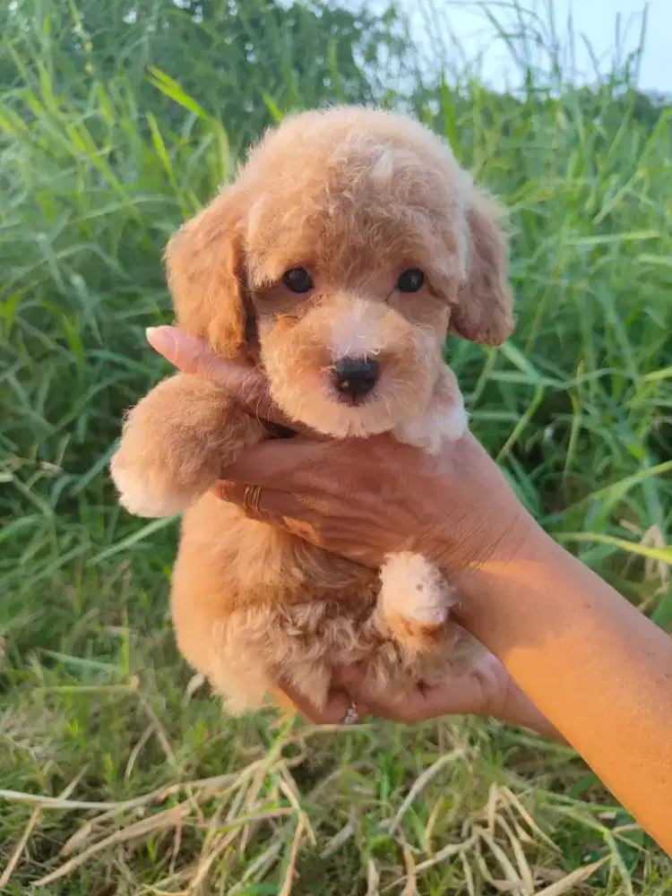 Dijual toy poodle jantan