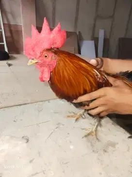 Ayam Kate jago keren