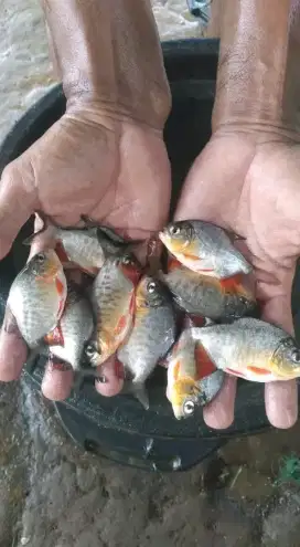 Jual bibit ikan bawal ukuran korek minat WA