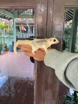 sugar glider mozaik