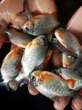 Jual bibit ikan bawal ukuran korek minat WA