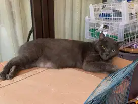 Kucing BSH Black