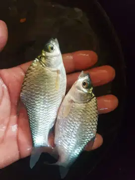 Jual bibit ikan tawes ukuran 2 jari minat WA