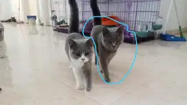 Kucing british short hair betina