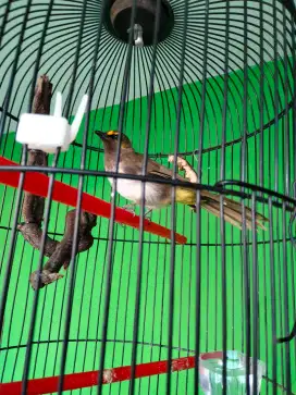 Borongan fullset cucak Wilis dan Lovebird kenari murai trucuk