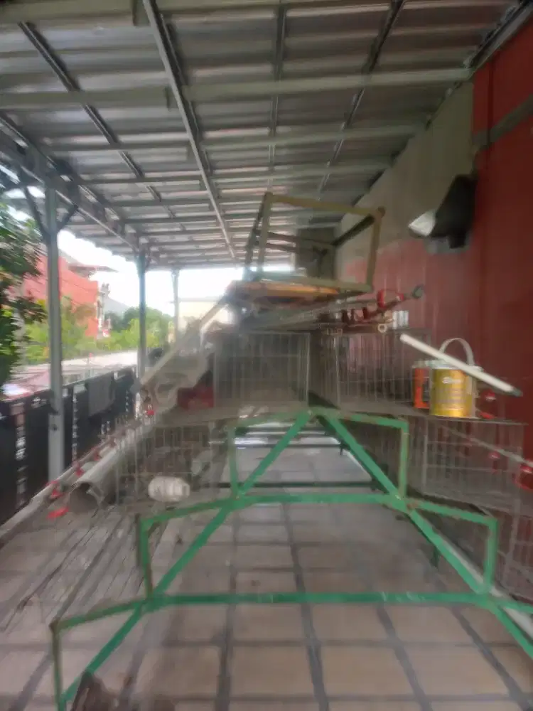 kandang ayam petelur 108 pintu