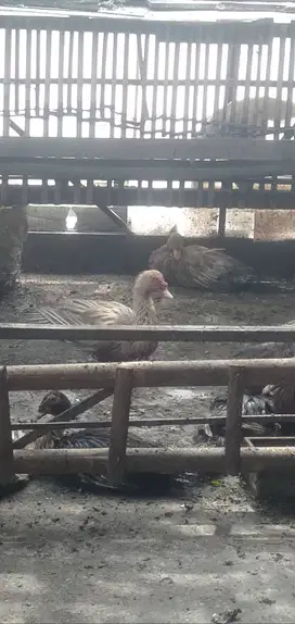 Jual ayam dan mentok siap potong