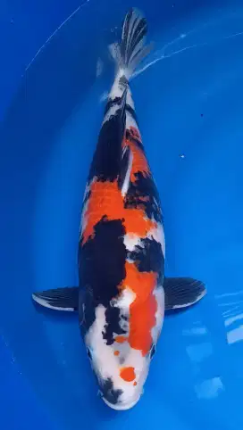 Showa Sanshoku 50cm
