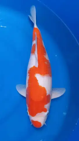 Kohaku Inazuma 45cm