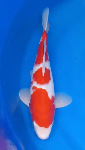 Kohaku Strong 35cm