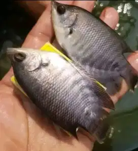 Jual bibit gurame ukuran korek minat WA