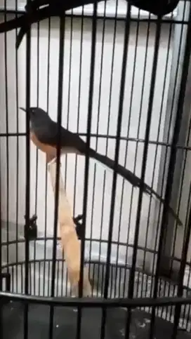 murai batu betina siapan ekor panjang 20cm dds line