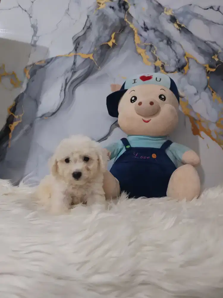 Bichon jantan pure turunan Eropa dan korea