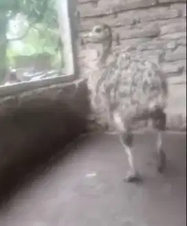 sepasang burung raksasa ostrich 3 bulanan tinggi 1 meter siap koleksi