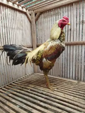 ayam birma original burma