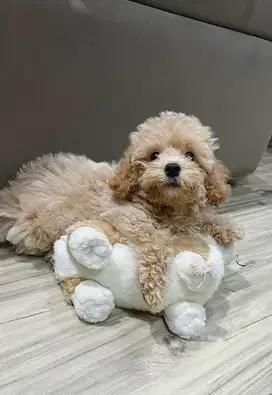 JUAL POODLE BETINA Good Quality ( lengkap stb , vaksin , microchip )