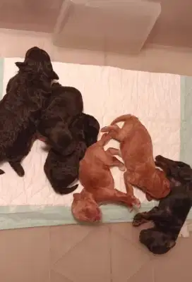 Poodle 6 puppies Borongan