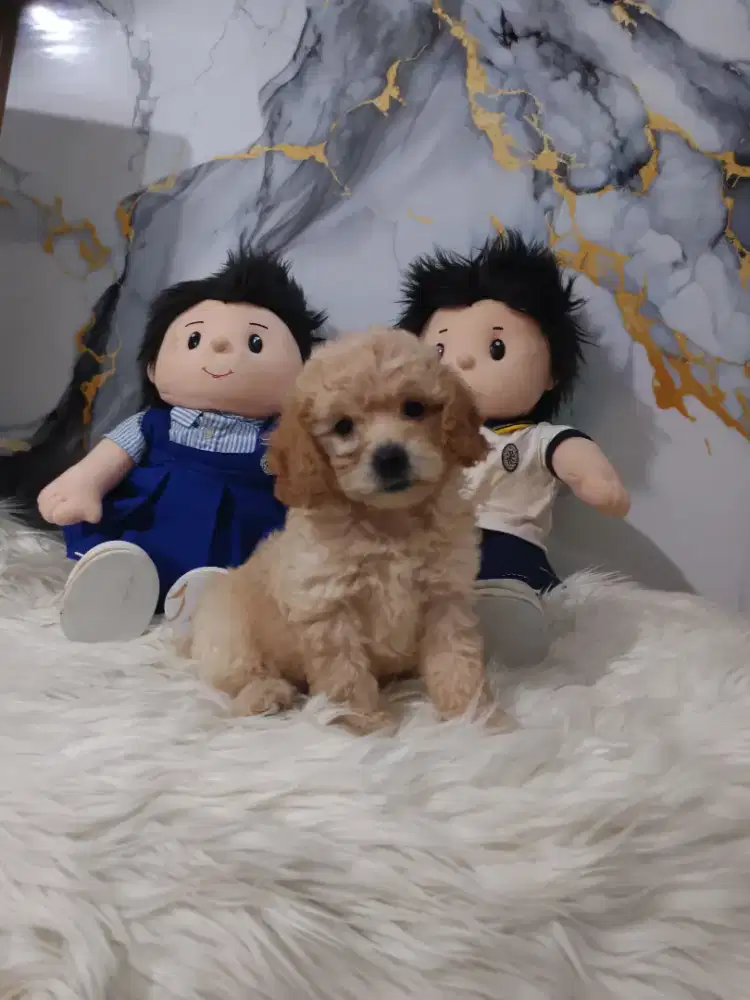 Poodle betina apricot cantik