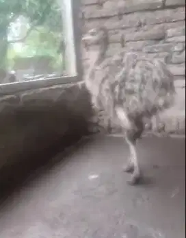 sepasang burung raksasa ostrich 3 bulanan Tinggi 1 meter siap koleksi
