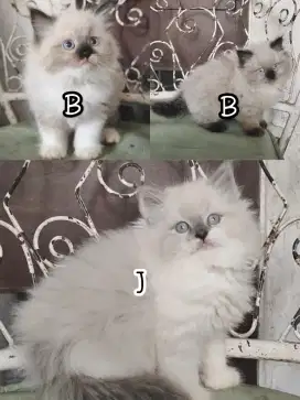 Lepas adopsi ragdoll x Himalaya
