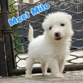 Samoyed Puppy Murah