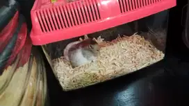 Kandang hamster murah