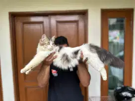 Kucing Mainecoon jantan lucu super