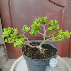 Bonsai Saengsimbur Super Mikro Thailand