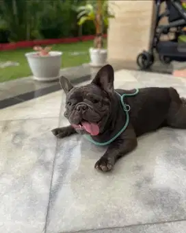 Anjing French Bulldog Cucu Ina CH