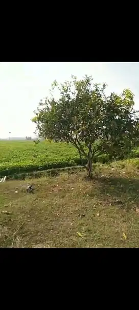 Lahan industri 5 HA harga 700 ribu di Mlorah Rejoso, Kabupaten Nganjuk