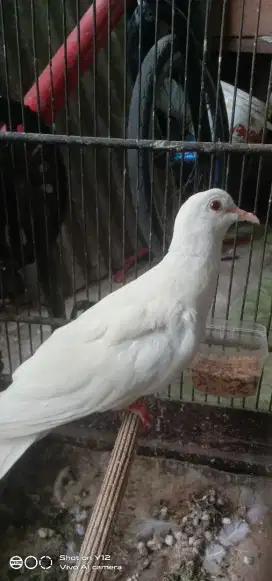 jual burung tekukur putih mata merah jantan gk ada minus