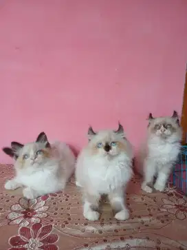 munckin curl x ragdoll